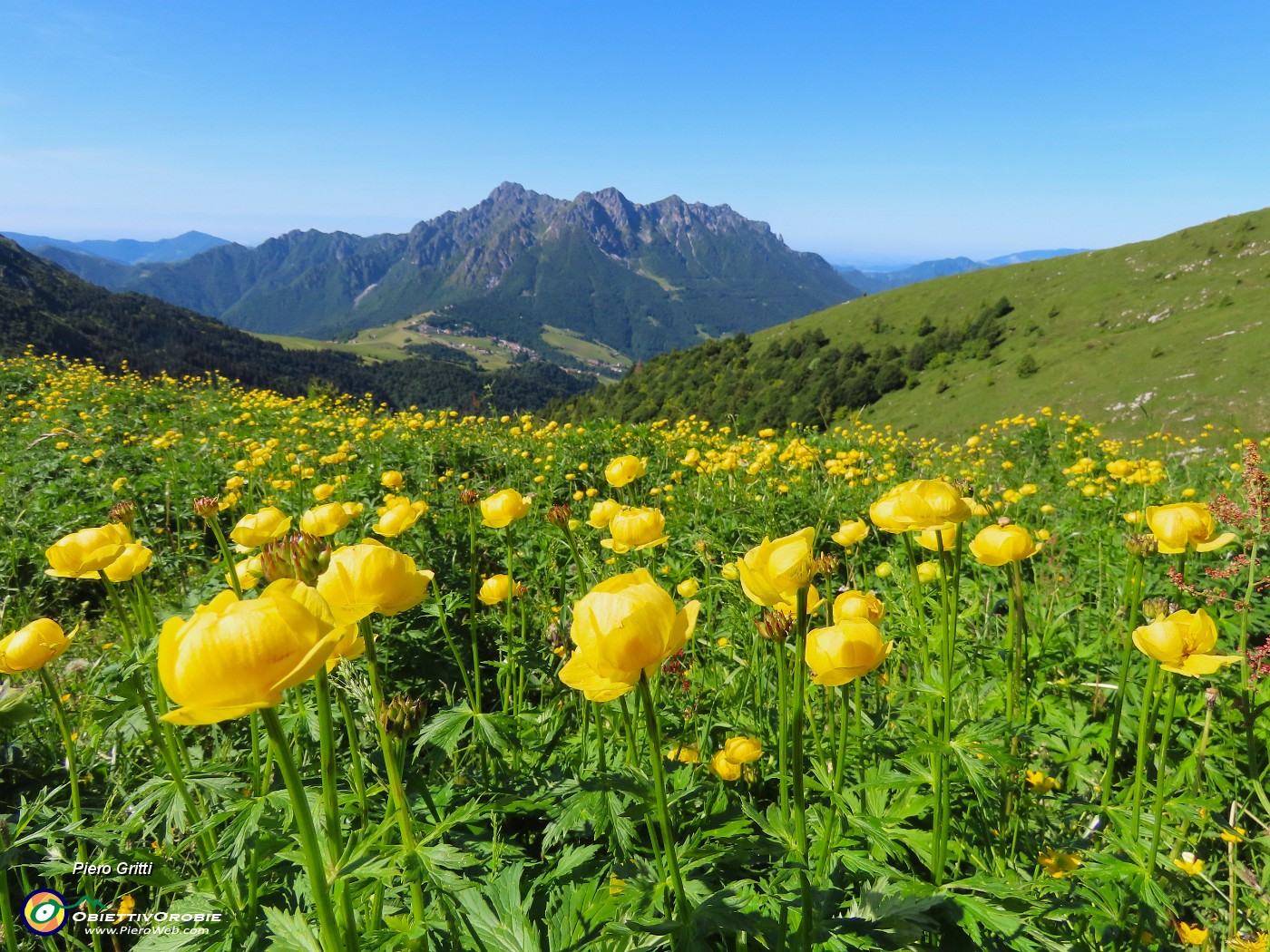 19 Distese gialle di Trollius europaeus (Botton d'oro) con vista in Alben.JPG